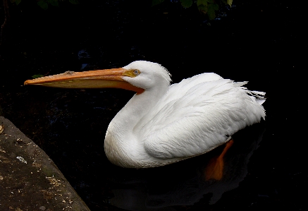 Bird wing pelican seabird Photo