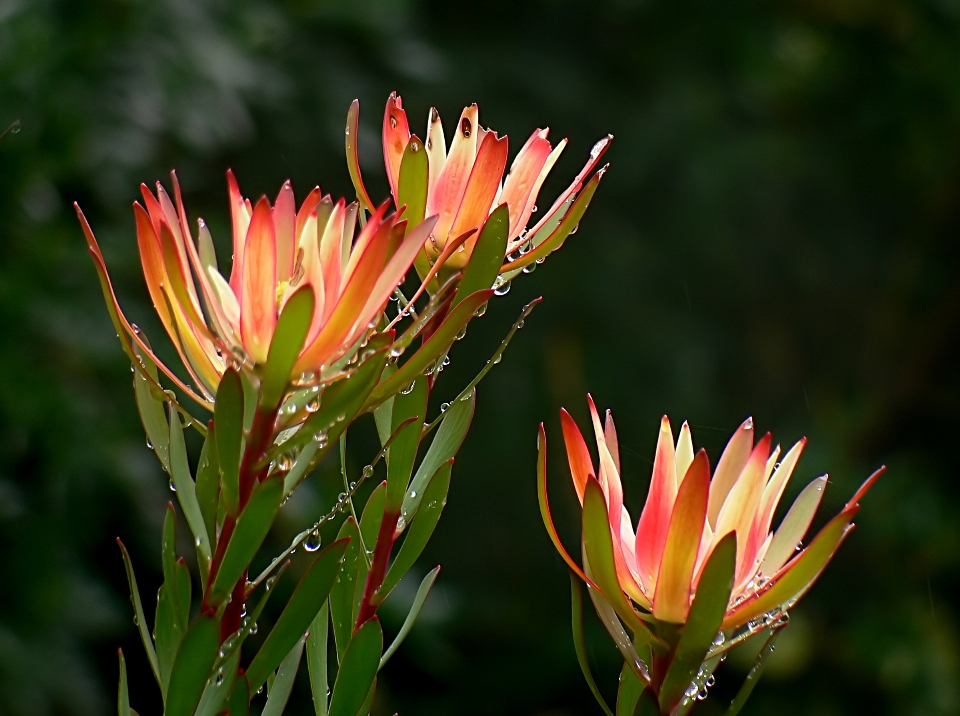 Nature herbe fleurir usine