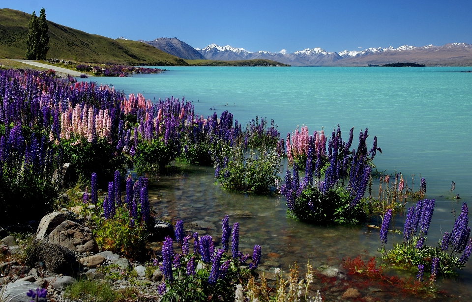 Paisagem mar água flor