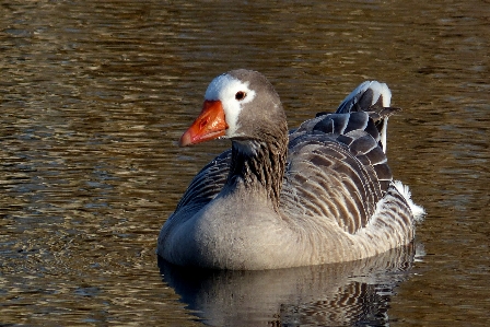 水 鳥 羽 野生動物 写真