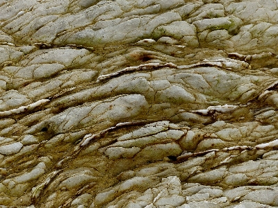 Rock texture trunk formation Photo