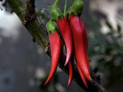 Foto Plantar folha flor comida