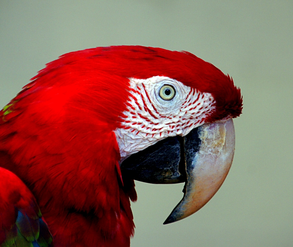 Burung sayap merah paruh