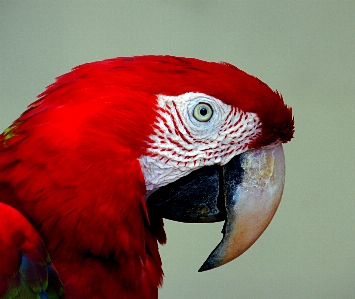 Bird wing red beak Photo