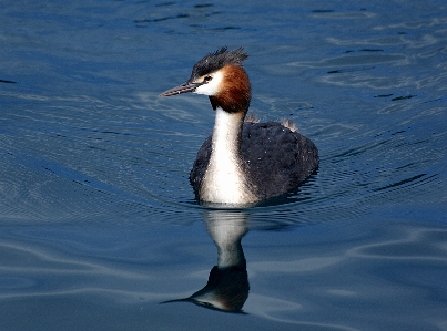 Water bird wing wildlife Photo