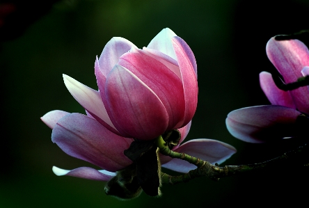 花 植物 花弁 ピンク 写真