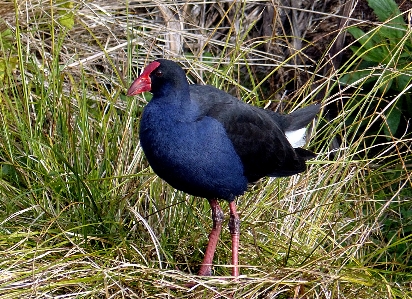 自然 鳥 野生動物 嘴 写真