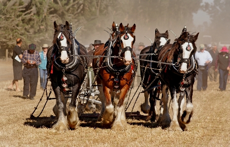 Farming vehicle horse horses Photo