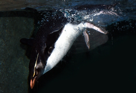 Foto Burung laut
 ikan pinguin