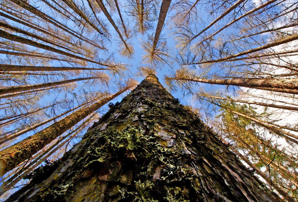 Arbre nature forêt bifurquer