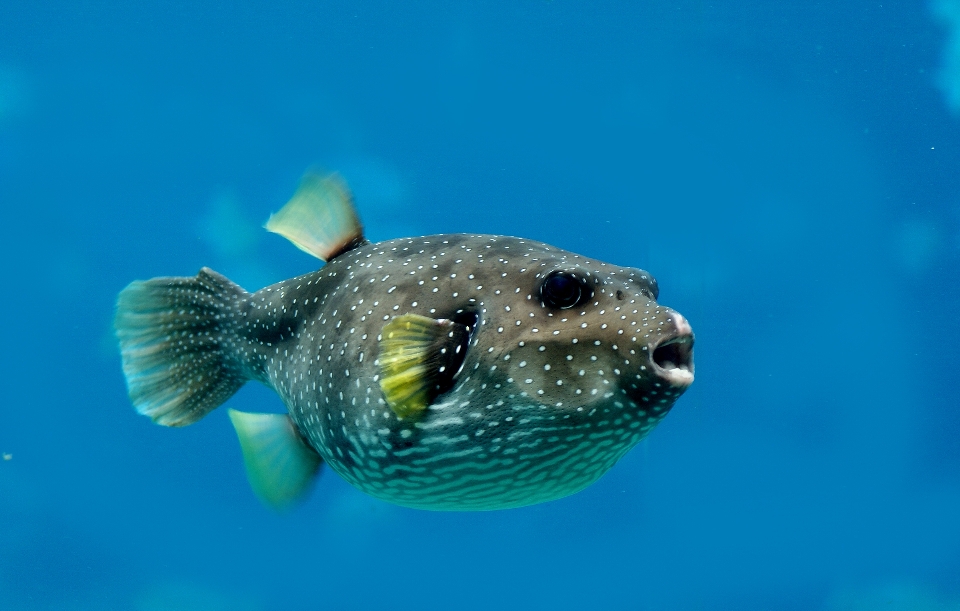 Embaixo da agua biologia havaí peixe