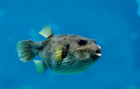 Underwater biology hawaii fish Photo