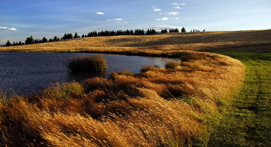 Landscape coast tree water Photo