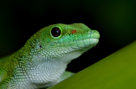 Foto Alam hijau reptil fauna