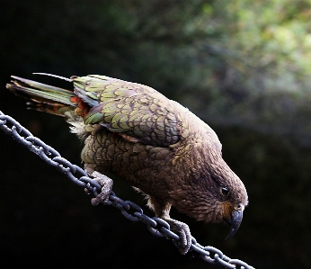 Nature bird wing wildlife Photo