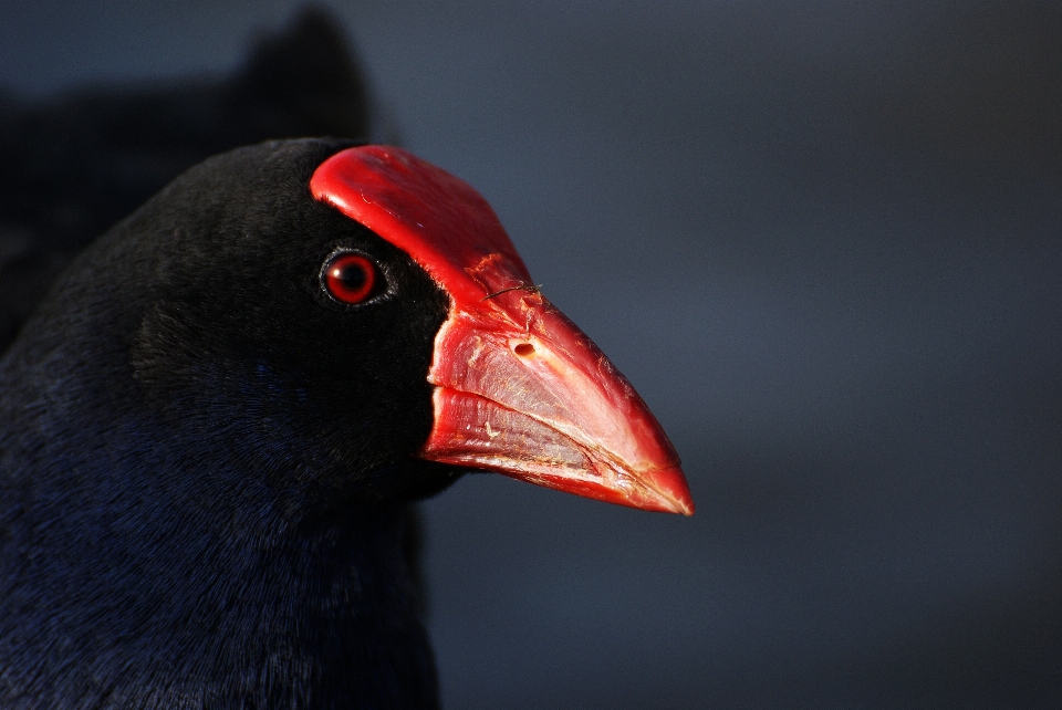 Vogel flügel rot schnabel