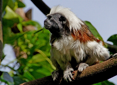 Foto Animais selvagens mamífero fauna primata