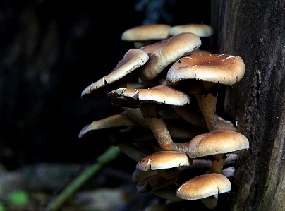 自然 森 秋 キノコ 写真