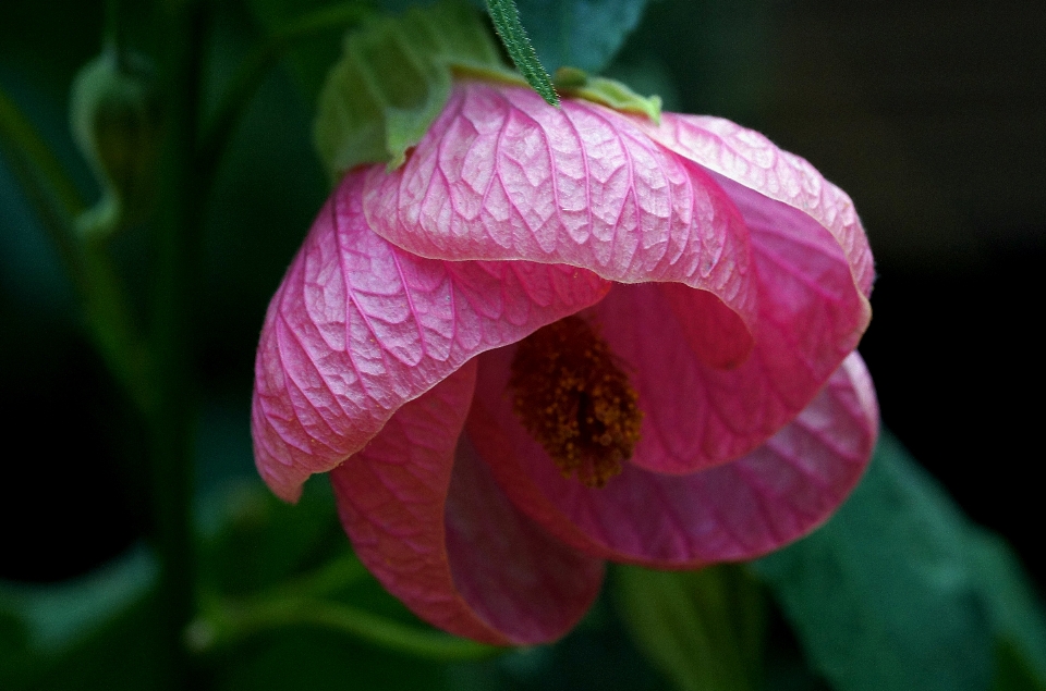 Florescer plantar flor pétala