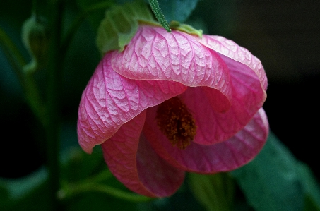 开花 植物 花 花瓣 照片