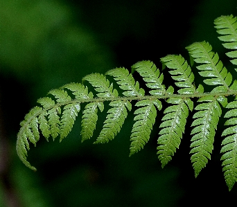 木 自然 森 ブランチ 写真