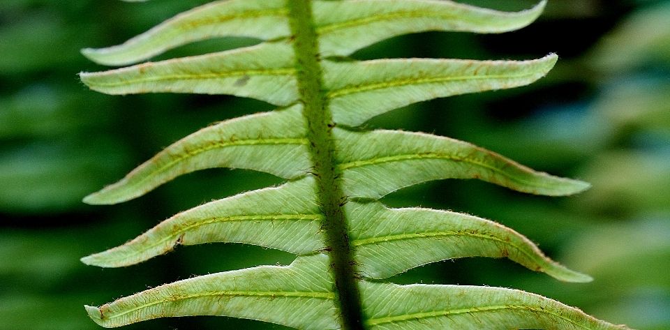 植物 叶子 花 绿色的