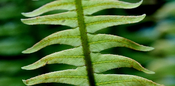 Plant leaf flower green Photo