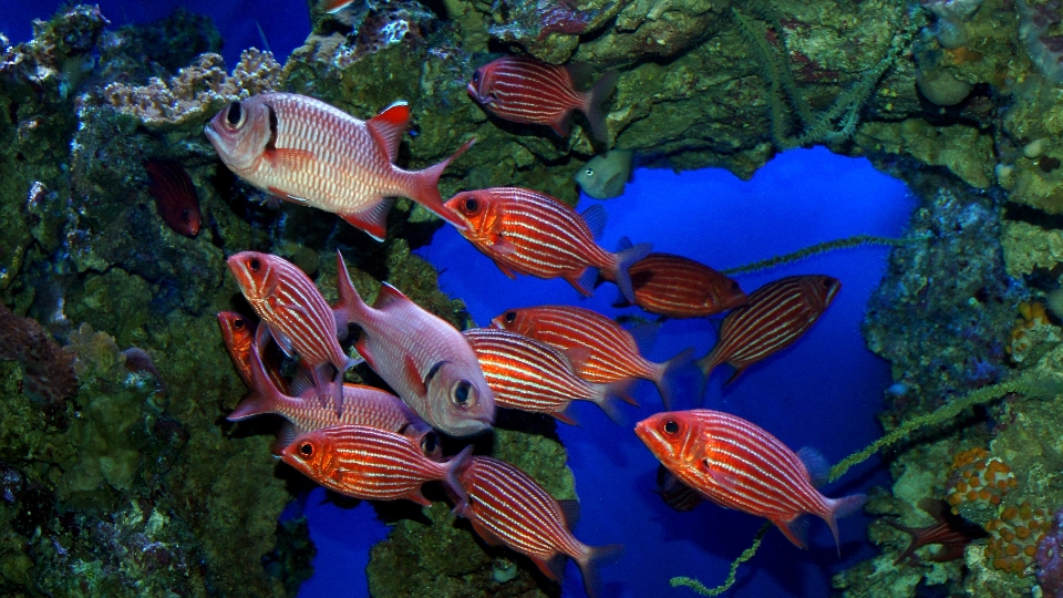 Flower diving underwater biology