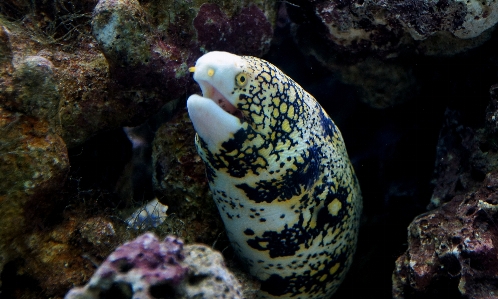 Foto Animais selvagens embaixo da agua biologia peixe