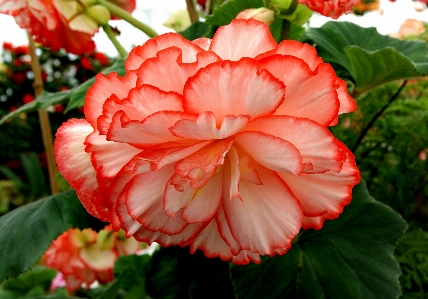 Plant flower petal red Photo