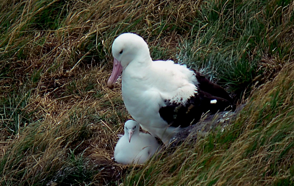 Césped pájaro ala ave marina
