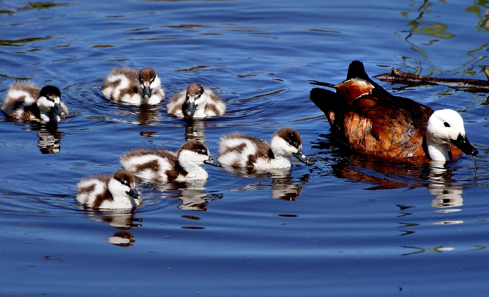 Eau nature oiseau faune