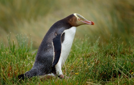 Foto Uccello animali selvatici becco riva del mare