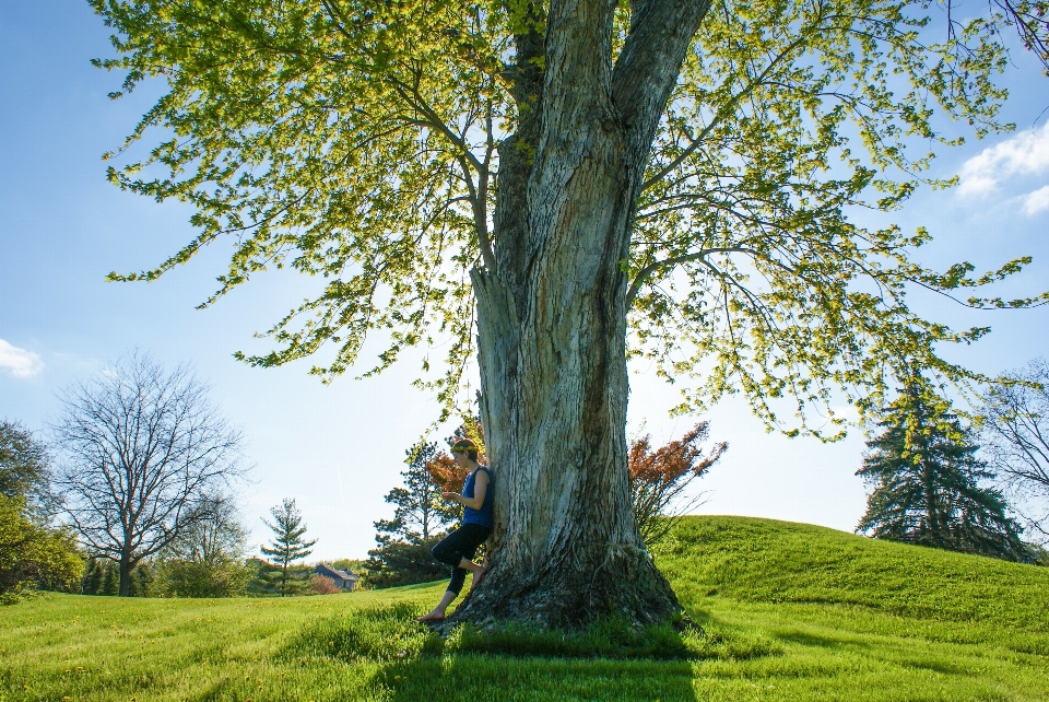 árvore floresta grama filial