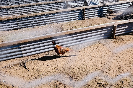 鳥 木 追跡 農場 写真