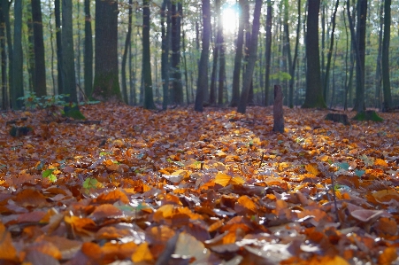 Foto Albero foresta luce del sole foglia