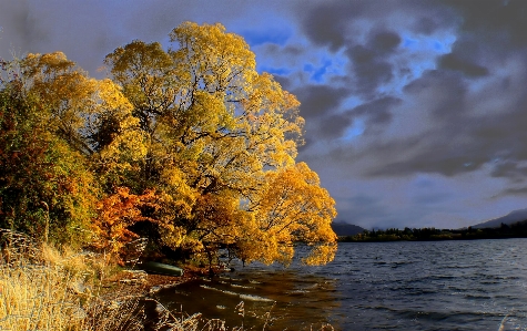 Landscape tree nature cloud Photo