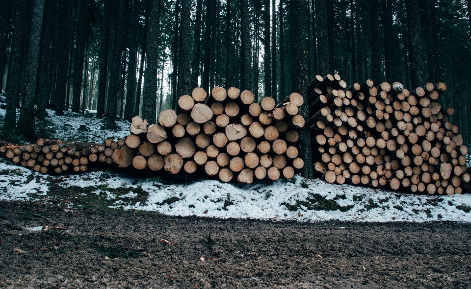 Baum wald rock holz