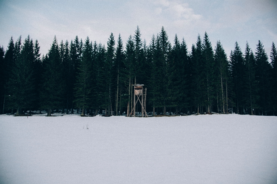 Albero natura foresta montagna