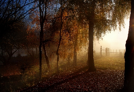 Foto Albero natura foresta ramo