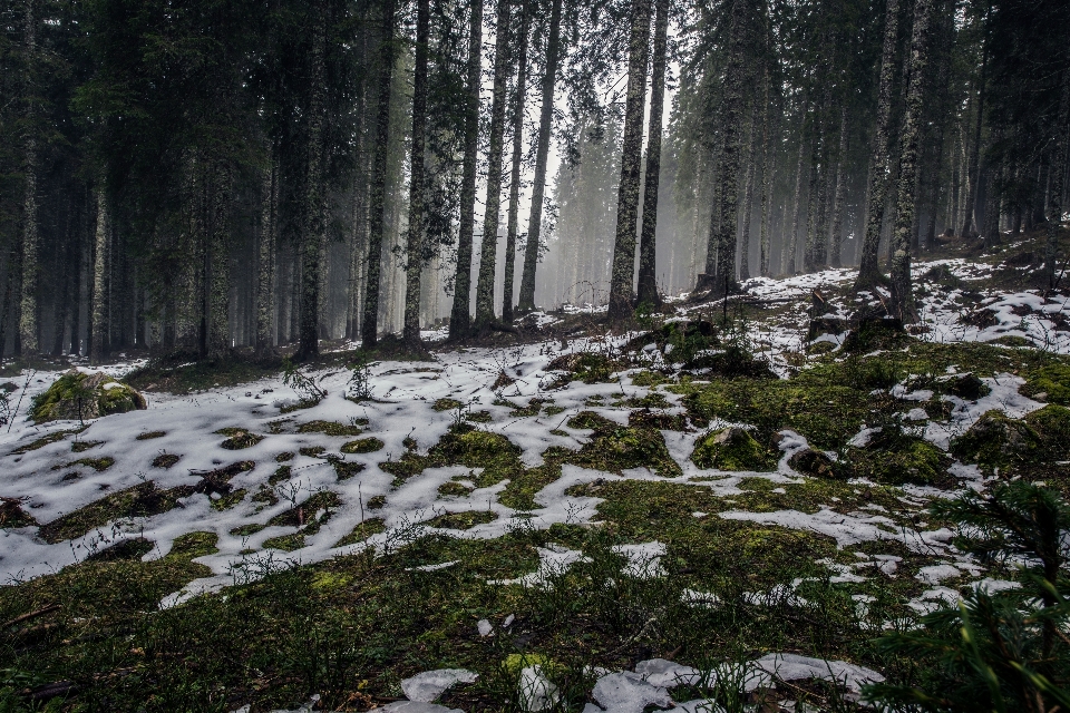 Landschaft baum natur wald