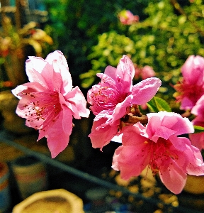 Blossom plant leaf flower Photo