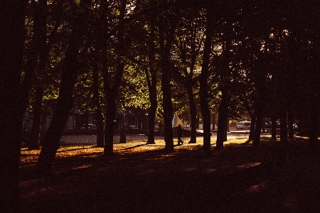 Tree forest outdoor branch Photo