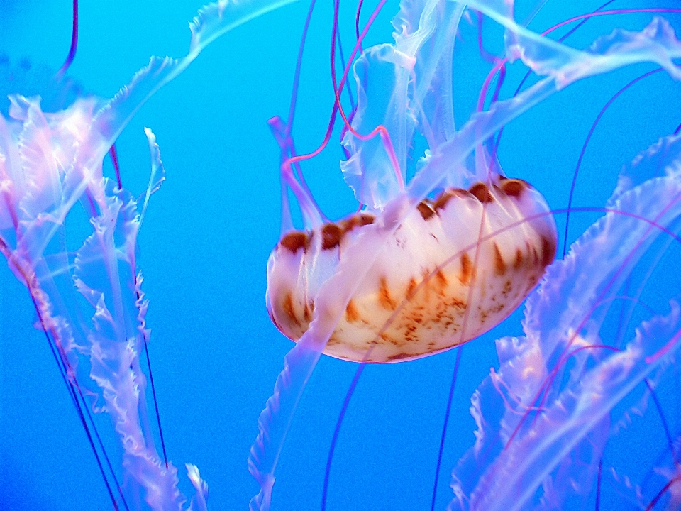 Flor embaixo da agua biologia medusa