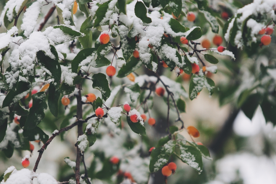 Tree branch blossom snow