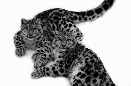 Black and white mammal monochrome leopard Photo