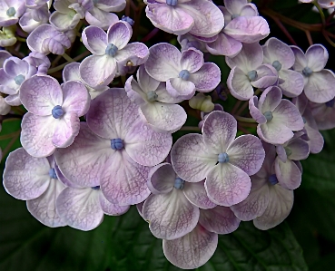 Anlage blume blütenblatt botanik
 Foto