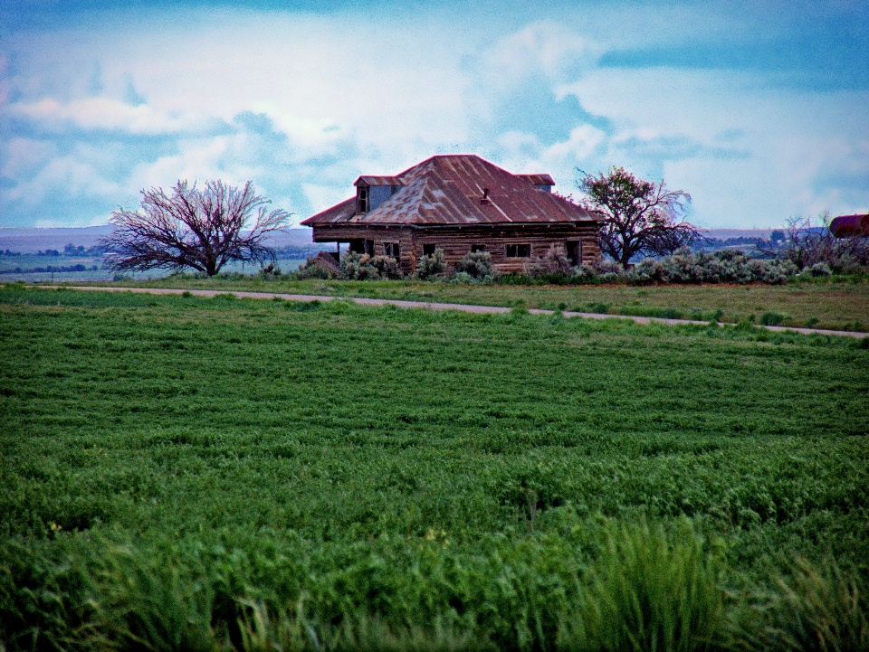 Krajobraz drzewo natura trawa