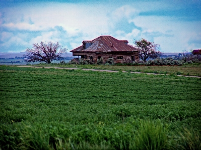 風景 木 自然 草 写真