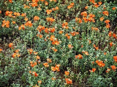 植物 花 花的 图案 照片